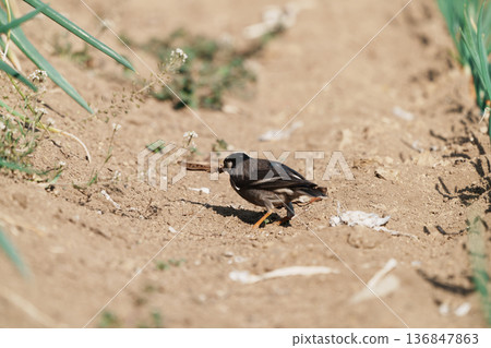 椋鳥捕食昆蟲 136847863