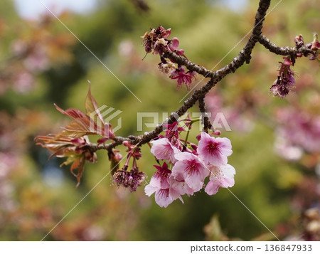 Kanzakura (cold cherry tree) Kanzakura (cold cherry tree) 136847933