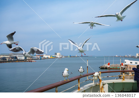 Black-tailed gulls gather around the ferry before it departs in search of food Black-tailed gulls gather around the ferry before it departs in search of food 136848017