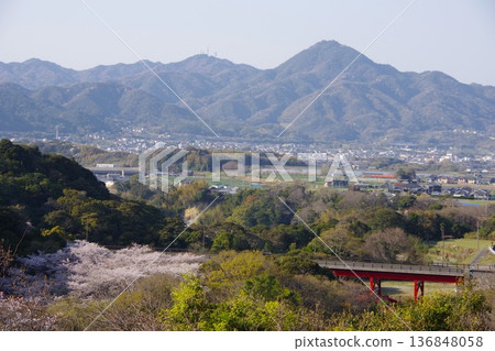 兵庫縣須本市－櫻花盛開時從綾川水壩眺望崎山 136848058