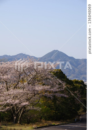 兵庫縣須本市－櫻花盛開時從綾川水壩眺望崎山 136848069