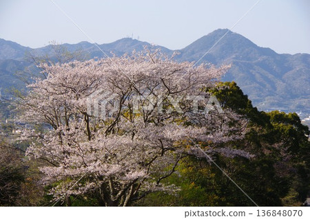 Sumoto City, Hyogo Prefecture - View of Sakiyama from Ayagawa Dam during cherry blossom season 136848070