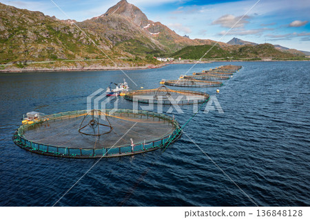 Farm salmon fishing in Norway. Norway is the biggest producer of farmed salmon in the world. 136848128