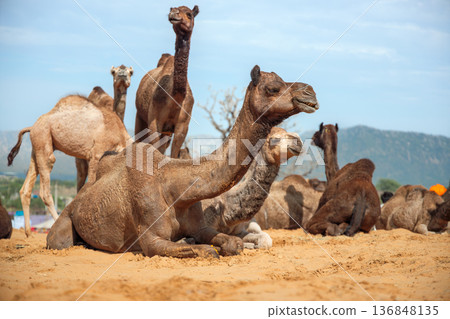 Camels at the Pushkar Fair Rajasthan, India. Camels at the Pushkar Fair Rajasthan, India. 136848135
