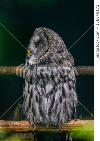 Great grey owl (Strix nebulosa) close-up. Great grey owl (Strix nebulosa) close-up. 136848172