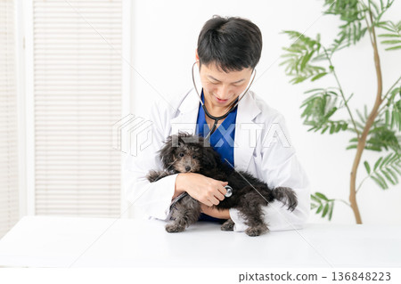 獸醫幼犬檢查 136848223