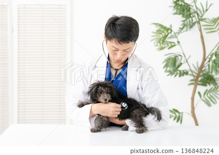 獸醫幼犬檢查 136848224