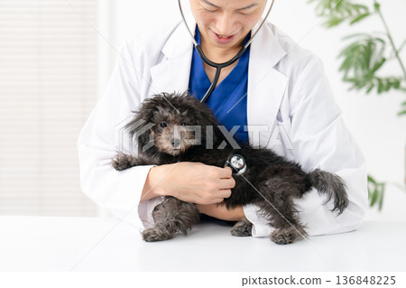 獸醫幼犬檢查 136848225