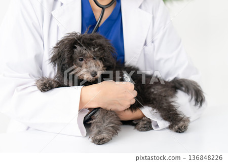 獸醫隨時提供幼犬檢查 136848226