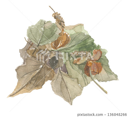 Watercolor drawing of Dokudami (Dokudami) - Juyaku (Dried) Watercolor drawing of Dokudami (Dokudami) - Juyaku (Dried) 136848266