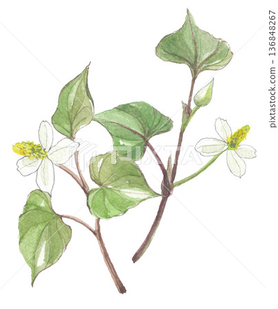 Dokudami drawn in watercolor 136848267