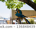 A pair of blue-and-yellow macaws 136848439