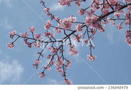 Kawazu cherry tree Kawazu cherry tree 136848479