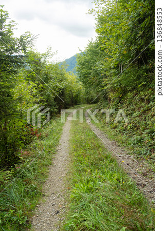 Summer hiking trail winding through lush green deciduous forest landscape Summer hiking trail winding through lush green deciduous forest landscape 136848553
