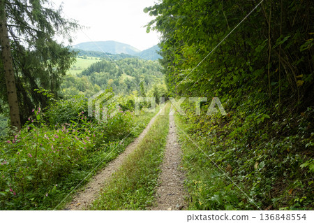 Hiking trail in deciduous forest with mountain views. Hiking trail in deciduous forest with mountain views. 136848554