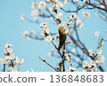 White-eye 136848683