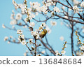 White-eye 136848684