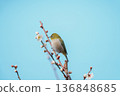 White-eye 136848685