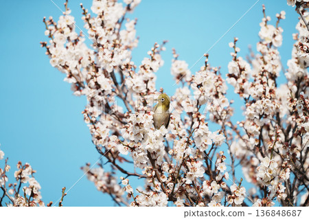 White-eye White-eye 136848687