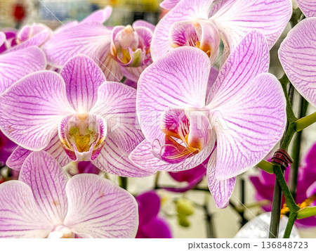 Beautiful Phalaenopsis orchid flowers 136848723