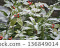 雪和南滕 136849014