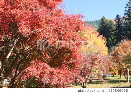 楓樹花園 136849018
