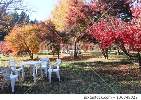 Maple garden Maple garden 136849022