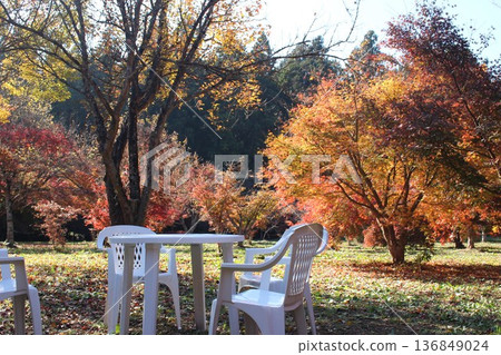 Maple garden Maple garden 136849024