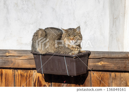 Cat rests in a brown plastic box mounted on a wooden fence against a white wall, basking in the sunshine with its eyes squinted. Cat rests in a brown plastic box mounted on a wooden fence against a white wall, basking in the sunshine with its eyes squinted. 136849161