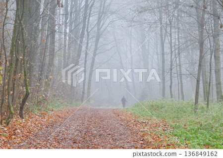 A misty forest path beckons, fallen leaves dotting the ground. A solitary figure walks into the fog, disappearing into the hazy distance. 136849162