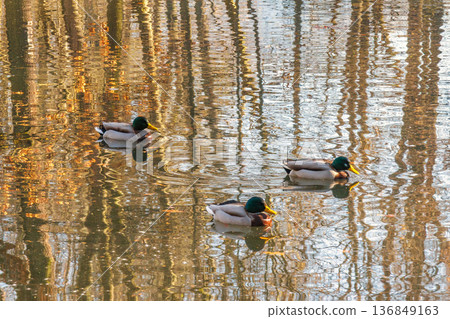Ducks swim in pond, reflection of trees on the water. 136849163