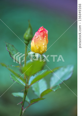 A captivating close-up showcases a rosebud, adorned with delicate water droplets. The bud's petals display a gradient of yellow and red, set against a soft green backdrop. 136849168
