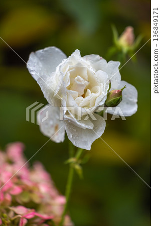 Behold the beauty of a rose blossom, its petals graced with dewdrops, a testament to nature's artistry. Captivating white rose bloom in a garden setting. Behold the beauty of a rose blossom, its petals graced with dewdrops, a testament to nature's artistry. Captivating white rose bloom in a garden setting. 136849171