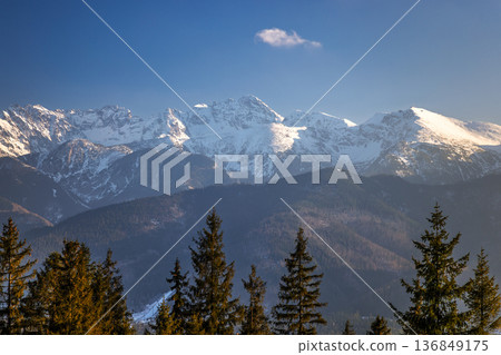 Tatra Mountains above Zakopane town in Poland, Europe. Snow capped mountains under a clear blue sky. Evergreen trees stand tall in the foreground, completing the nature scenery. 136849175