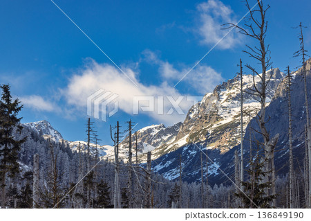 Majestic mountains touched by snow under a clear blue sky, framed by bare trees, creating a serene and stark winter landscape. High Tatras National Park, Slovakia, Europe. Majestic mountains touched by snow under a clear blue sky, framed by bare trees, creating a serene and stark winter landscape. High Tatras National Park, Slovakia, Europe. 136849190
