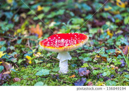 Vibrant toadstool with a red cap and white spots stands out against a green background. The mushroom adds color to the forest floor, inviting closer inspection. Vibrant toadstool with a red cap and white spots stands out against a green background. The mushroom adds color to the forest floor, inviting closer inspection. 136849194