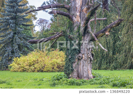 The garden by the Buchlovice castle, Czech Republic, Europe. An old tree stands tall, its bark weathered and worn, surrounded by lush greenery. A testament to time and nature's resilience. The garden by the Buchlovice castle, Czech Republic, Europe. An old tree stands tall, its bark weathered and worn, surrounded by lush greenery. A testament to time and nature's resilience. 136849220