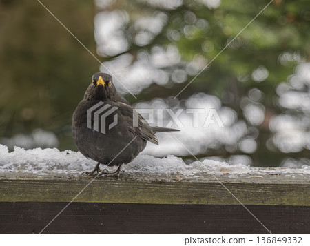 Curious Blackbird Standing on Snowy Wooden Railing With Soft Bokeh Forest Background Curious Blackbird Standing on Snowy Wooden Railing With Soft Bokeh Forest Background 136849332