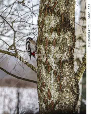 Great Spotted Woodpecker Perched On Birch Tree Trunk In Winter Woodland Close-Up Great Spotted Woodpecker Perched On Birch Tree Trunk In Winter Woodland Close-Up 136849335