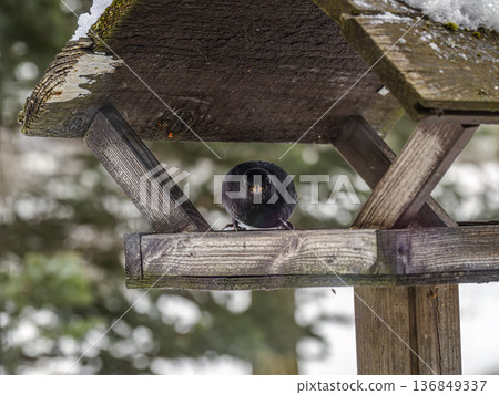 Blackbird Perched on Rustic Snowy Bird Feeder Looking Directly at Camera in Winter Backyard Blackbird Perched on Rustic Snowy Bird Feeder Looking Directly at Camera in Winter Backyard 136849337