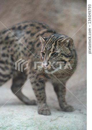 A fishing cat with a dignified expression 136849793