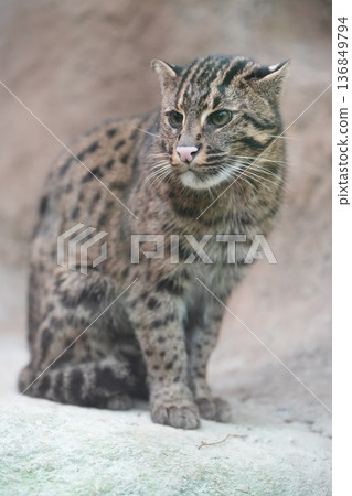 Fishing cat sitting on a rock Fishing cat sitting on a rock 136849794