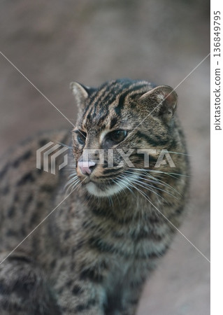 A fishing cat with a dignified expression A fishing cat with a dignified expression 136849795