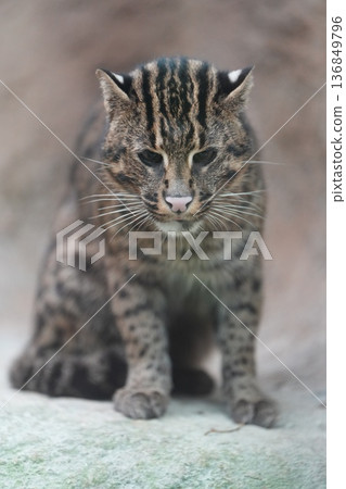 A fishing cat staring straight ahead 136849796