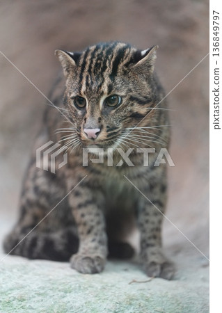 A fishing cat with a dignified expression A fishing cat with a dignified expression 136849797