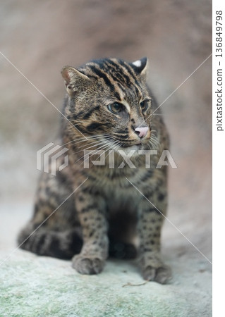 A fishing cat with a dignified expression 136849798