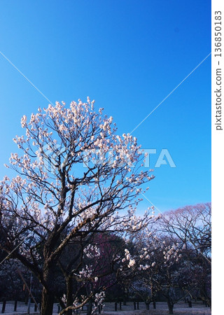 Plum Grove at Arayama Park Plum Grove at Arayama Park 136850183