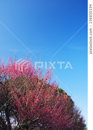 荒山公園的梅樹林 荒山公園的梅樹林 136850194