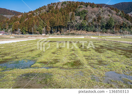 Rural scenery of Makino Town in early spring, Takashima City, Shiga Prefecture 136850313