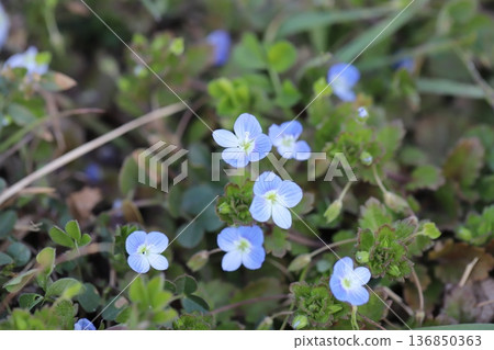 冬季路邊盛開的波斯婆婆納（Veronica persica）小花，呈現淺藍色。 136850363